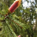 Świerk pospolity (Picea abies (L.) 