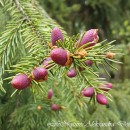 Kwiatostany męskie - świerk pospolity (Picea abies (L.) 